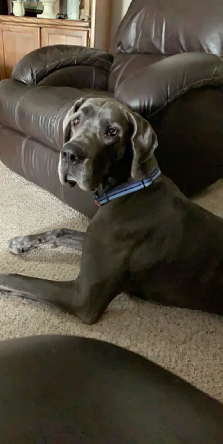 Zane, a Great Dane tested with EmbarkVet.com