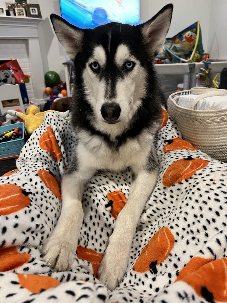 Drake Flynn, a Siberian Husky tested with EmbarkVet.com