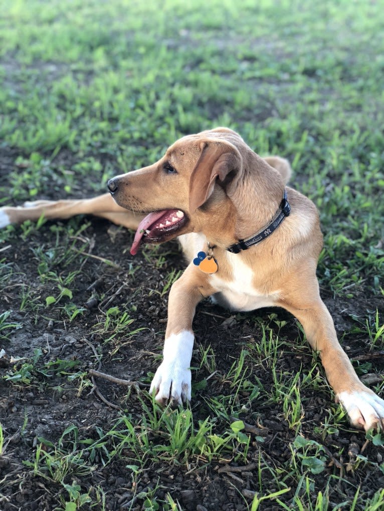 Izzy, a Labrador Retriever and Treeing Walker Coonhound mix tested with EmbarkVet.com