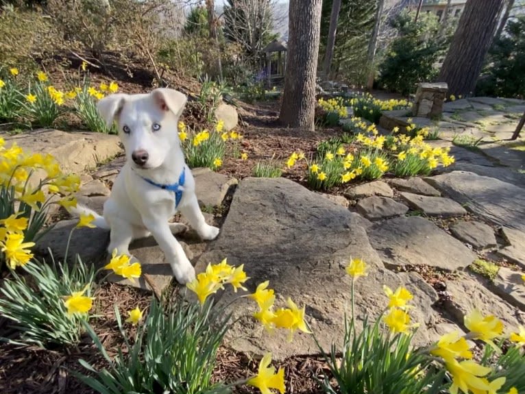 Dash, a Gerberian Shepsky (12.7% unresolved) tested with EmbarkVet.com