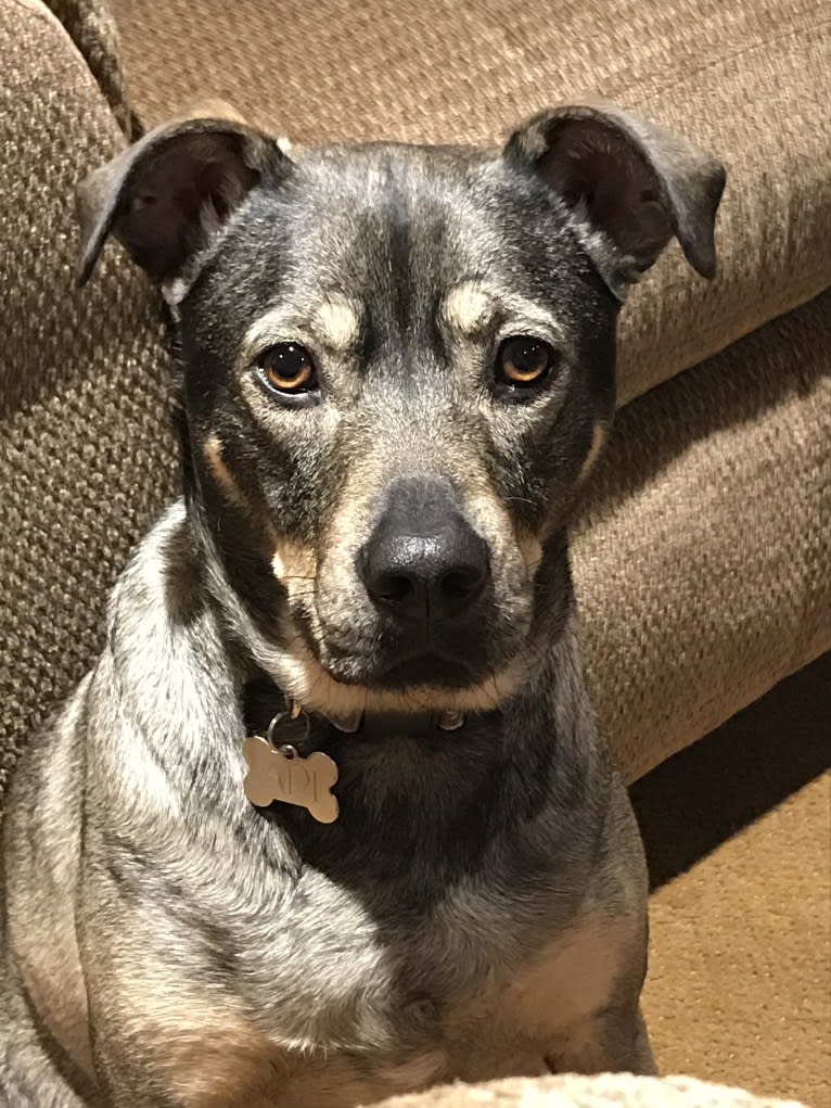 Adi, a Miniature Schnauzer and Boxer mix tested with EmbarkVet.com