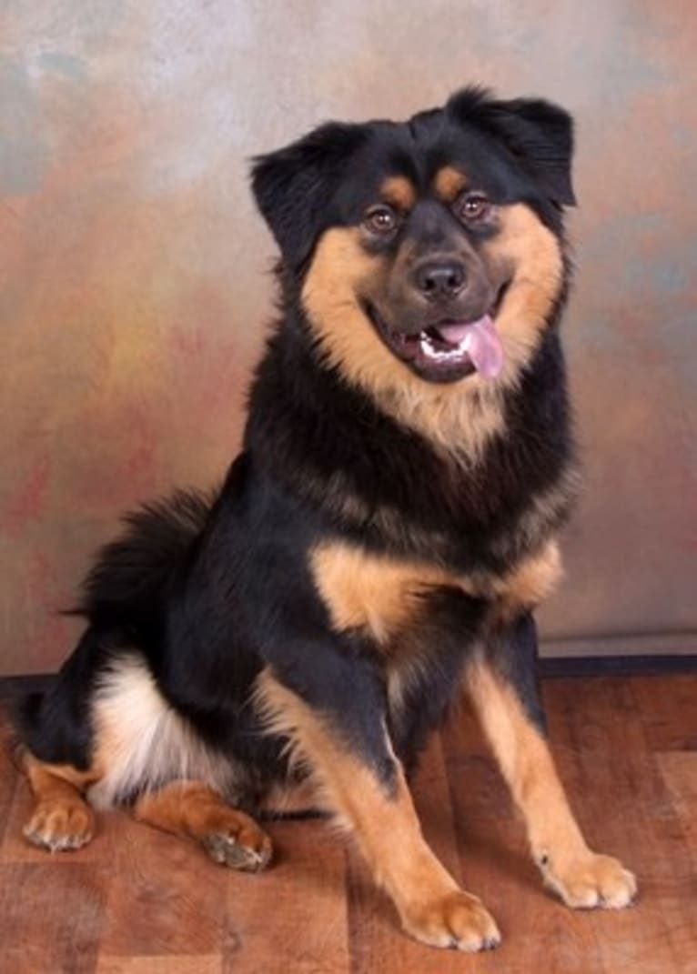 Henry, a Chow Chow and Rottweiler mix tested with EmbarkVet.com
