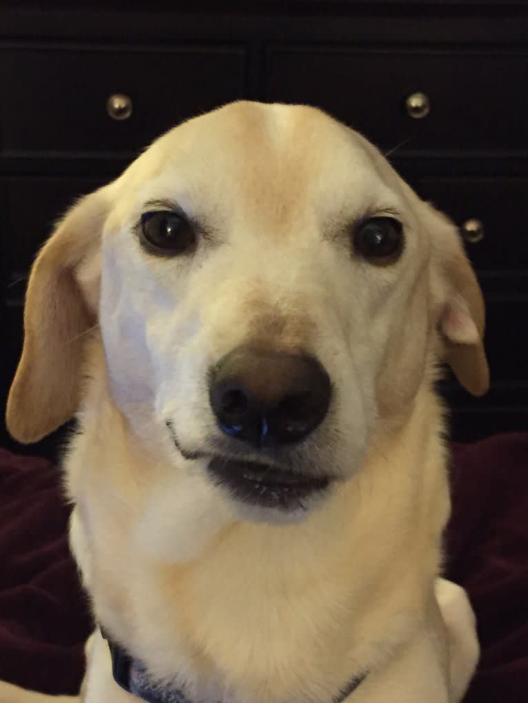 Stanley, a Cocker Spaniel and Labrador Retriever mix tested with EmbarkVet.com