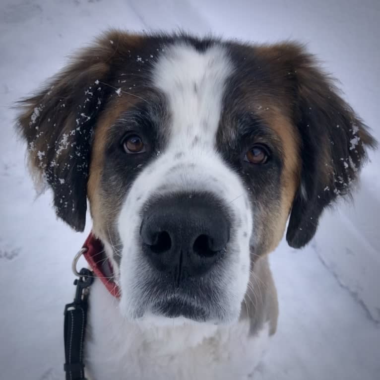 Bear, a Saint Bernard tested with EmbarkVet.com