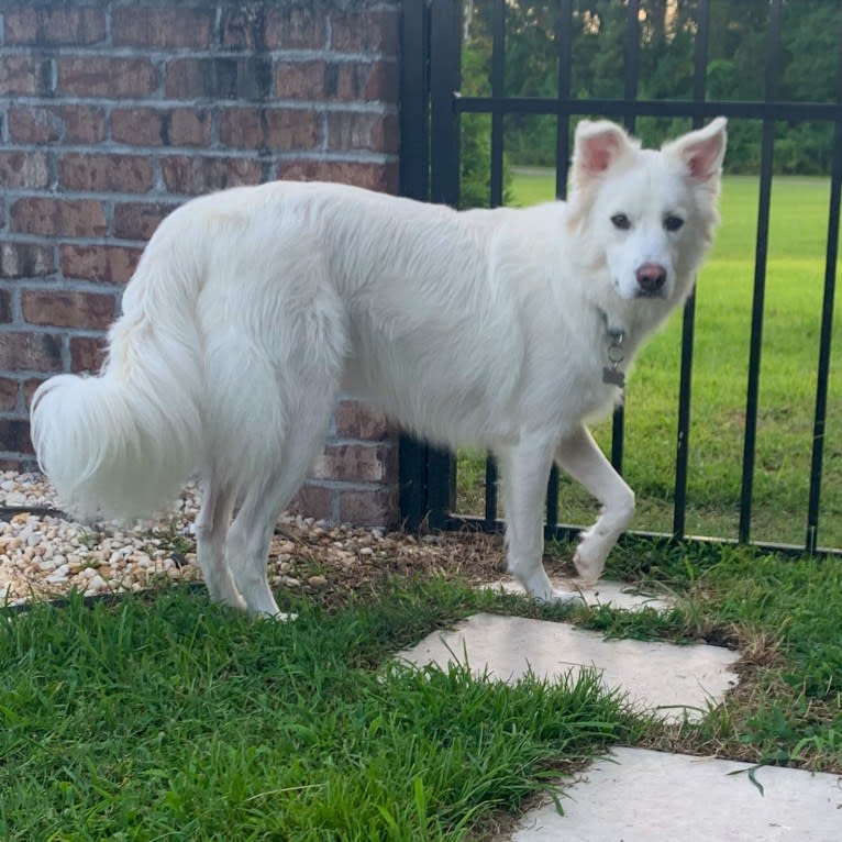 Bao, a Siberian Husky and Poodle (Small) mix tested with EmbarkVet.com