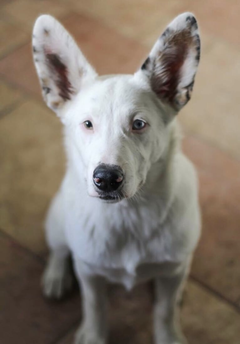 Finn, an Australian Cattle Dog and Australian Shepherd mix tested with EmbarkVet.com