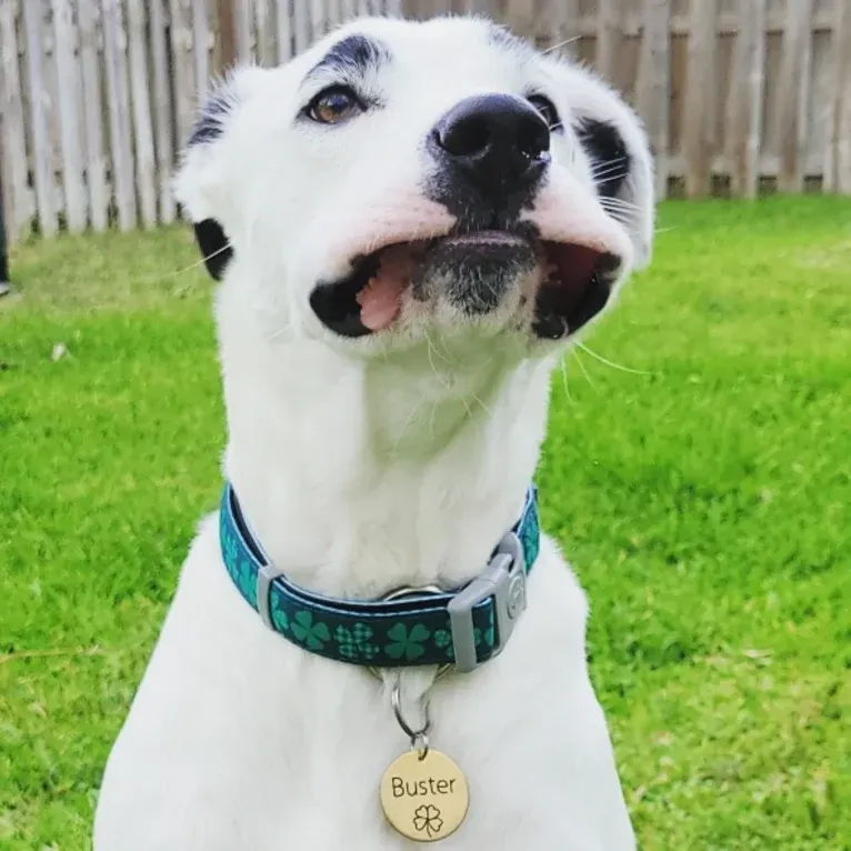 Buster, an American Bully and American Pit Bull Terrier mix tested with EmbarkVet.com