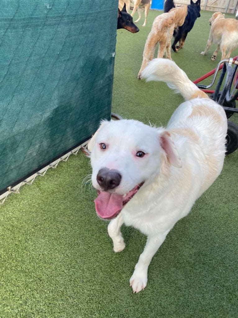 Thor, an American Pit Bull Terrier and Australian Shepherd mix tested with EmbarkVet.com