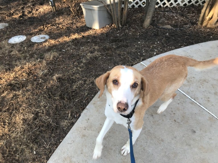 Harvest Moon, an American Foxhound tested with EmbarkVet.com