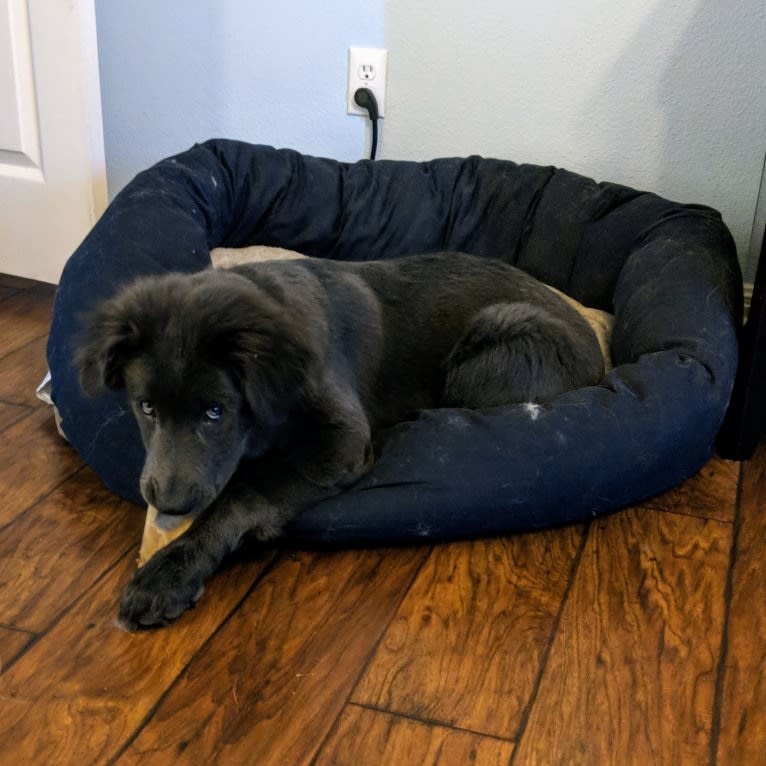 Zoboomafoo, a Great Pyrenees and Labrador Retriever mix tested with EmbarkVet.com