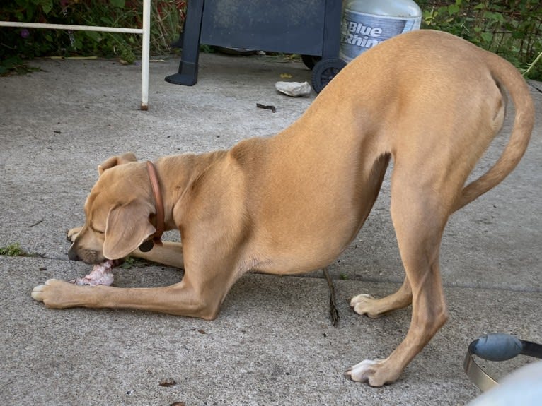 Lila, an American Pit Bull Terrier and Labrador Retriever mix tested with EmbarkVet.com