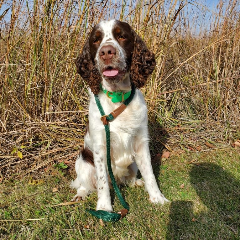 Earl, an English Springer Spaniel tested with EmbarkVet.com