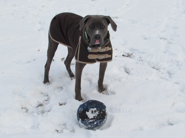 Brody, an American Bulldog and Neapolitan Mastiff mix tested with EmbarkVet.com