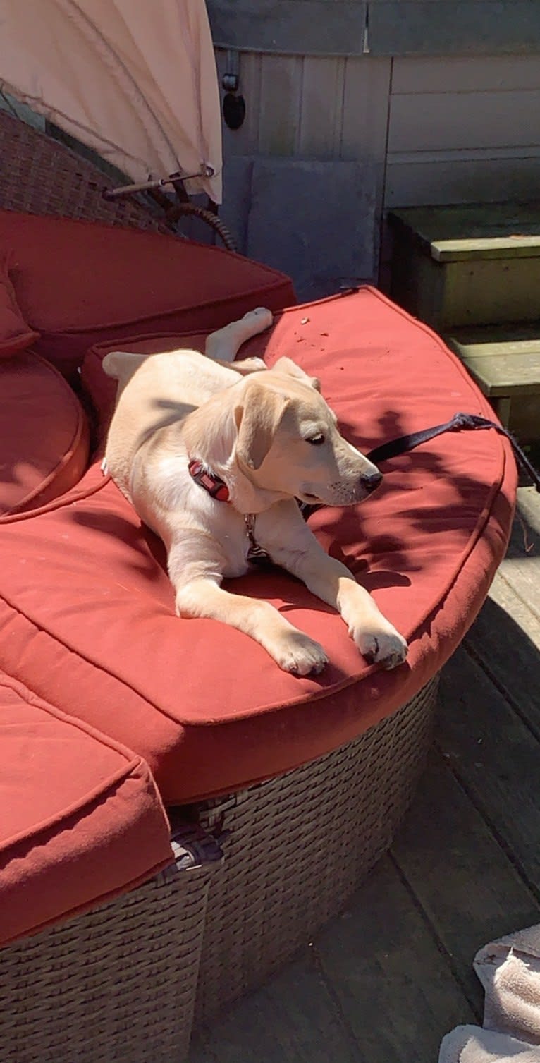 Ryder, an American Pit Bull Terrier and Labrador Retriever mix tested with EmbarkVet.com