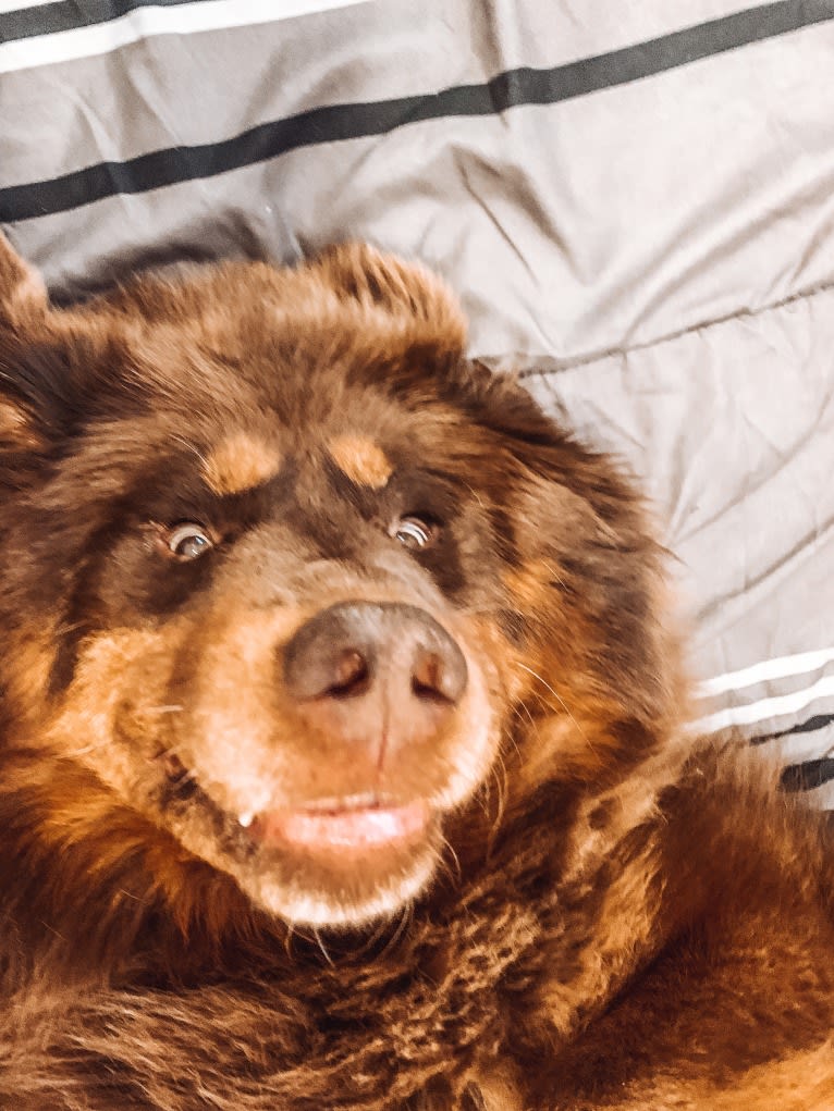 Honey Bear, a Tibetan Mastiff tested with EmbarkVet.com