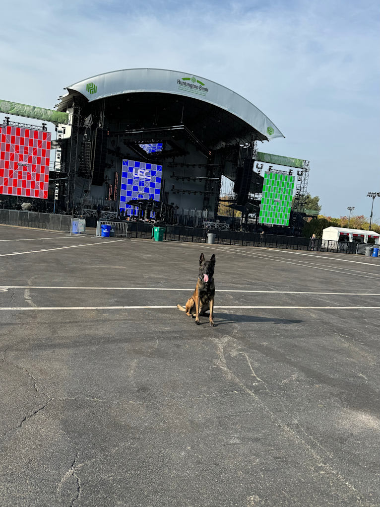 Valor, a Belgian Shepherd tested with EmbarkVet.com