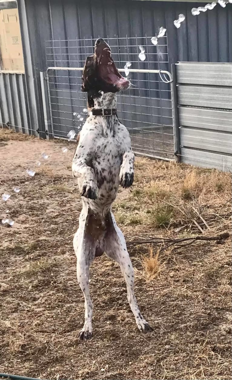 Crixus, a German Shorthaired Pointer and Alaskan-type Husky mix tested with EmbarkVet.com