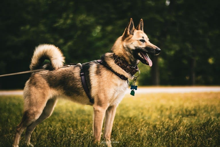 Raven, a West Siberian Laika tested with EmbarkVet.com