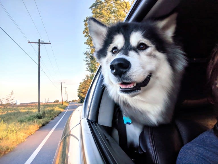 Luna, an Alaskan Malamute tested with EmbarkVet.com