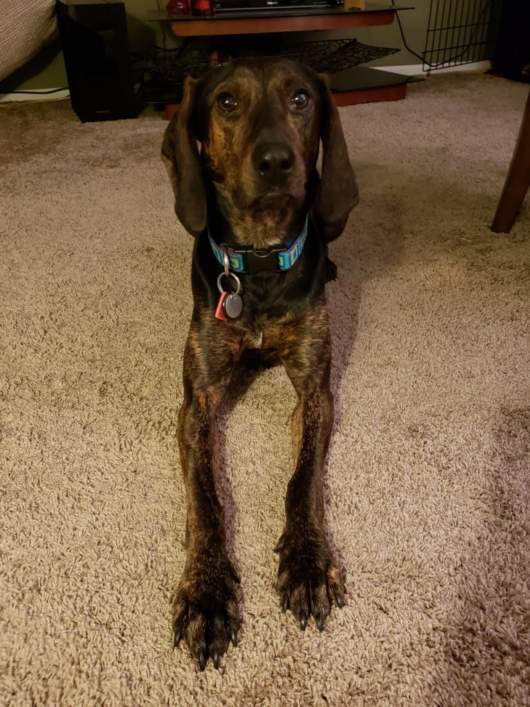 Molly, a Black and Tan Coonhound and Mountain Cur mix tested with EmbarkVet.com