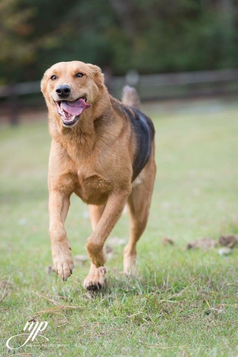 Rambo, a Labrador Retriever and Golden Retriever mix tested with EmbarkVet.com