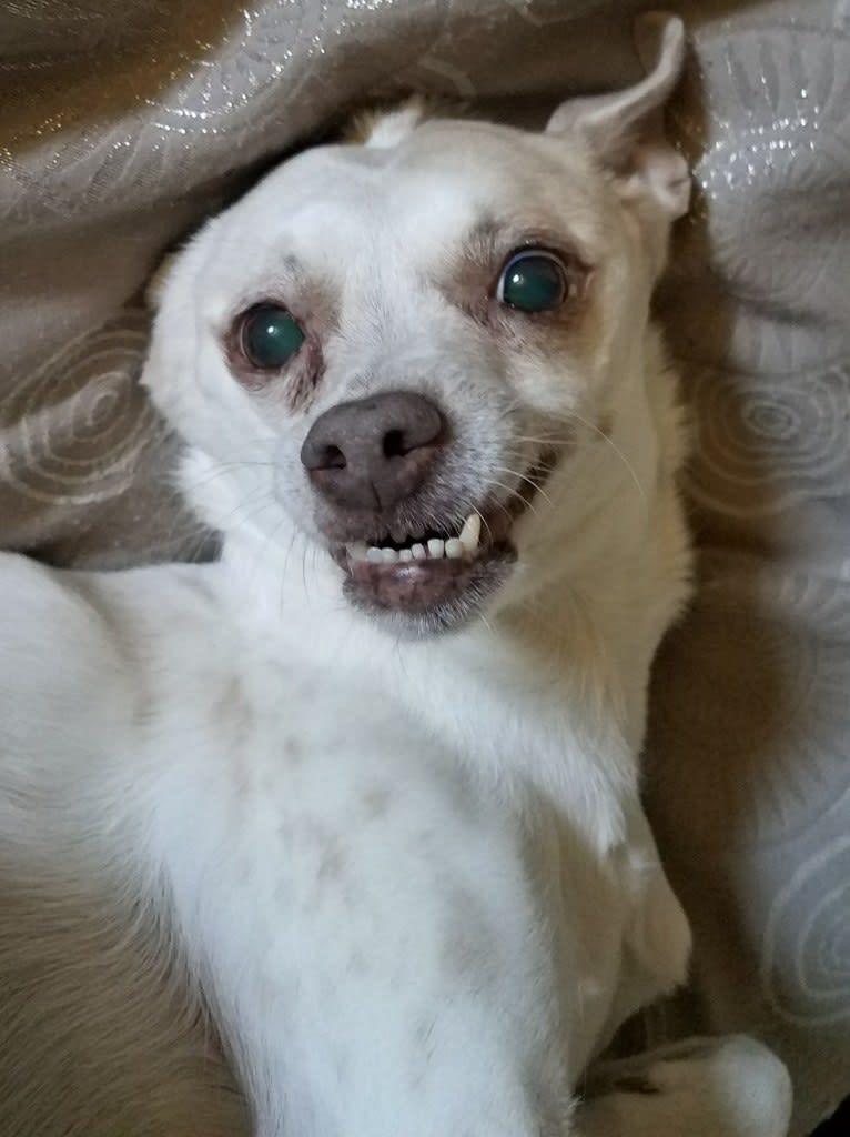 Tootie, a Chihuahua and Australian Cattle Dog mix tested with EmbarkVet.com