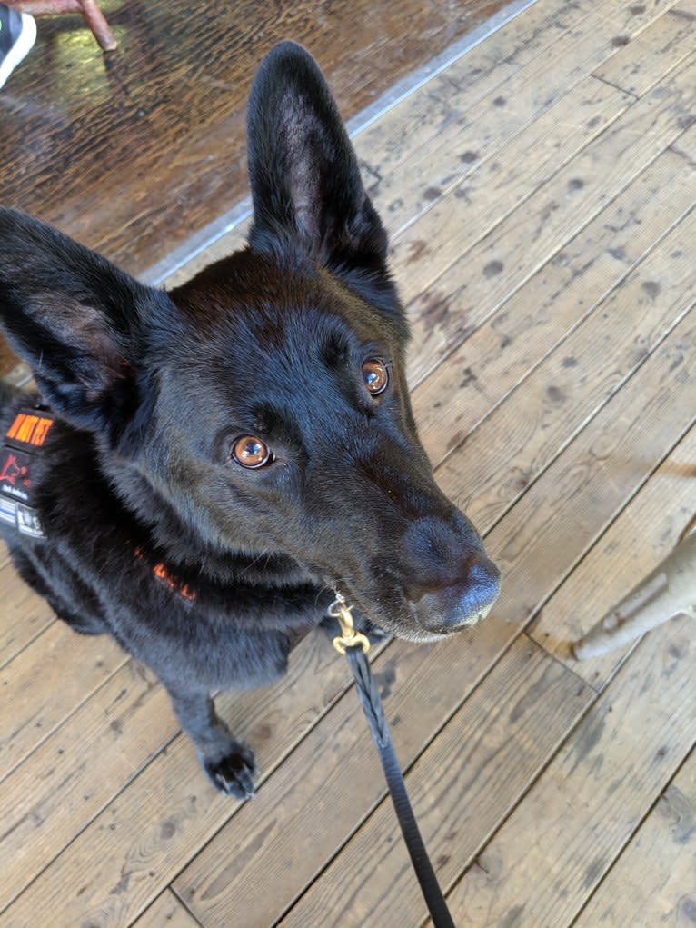 Argo Von Reichenberg, a German Shepherd Dog tested with EmbarkVet.com