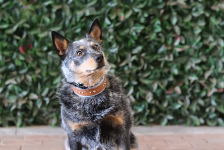 Malibu, an Australian Cattle Dog tested with EmbarkVet.com