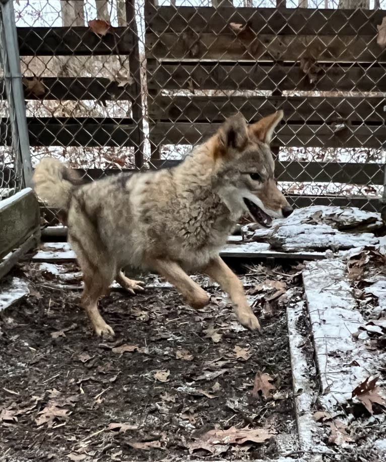 Gregory, a Coyote (6.8% unresolved) tested with EmbarkVet.com