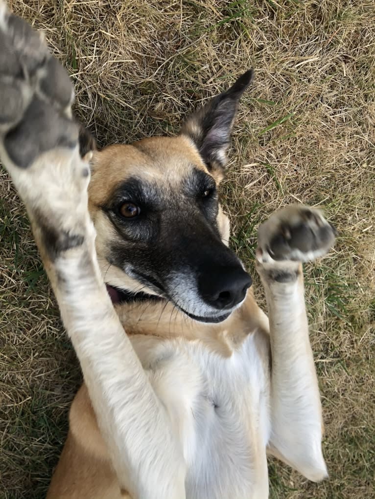 Madgey, an Arabian Village Dog tested with EmbarkVet.com