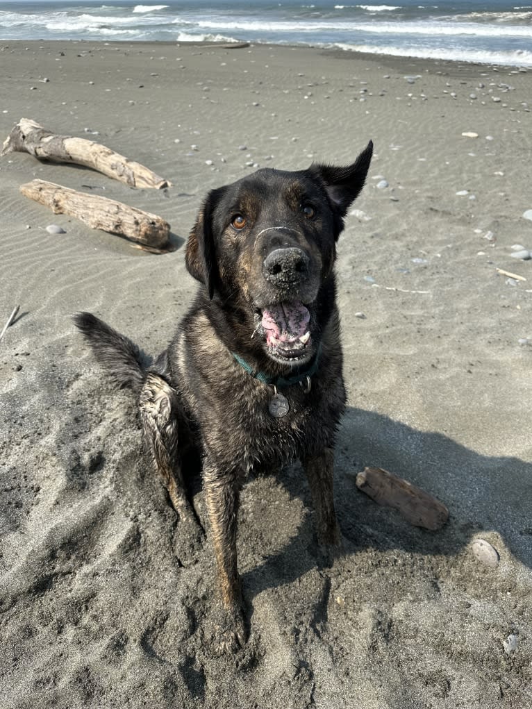 Leo, a Labrador Retriever and Golden Retriever mix tested with EmbarkVet.com