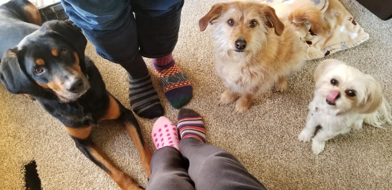 Cali, a Lhasa Apso and Beagle mix tested with EmbarkVet.com