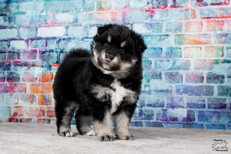 Howling Hurricane's Dark Desire, a Finnish Lapphund tested with EmbarkVet.com