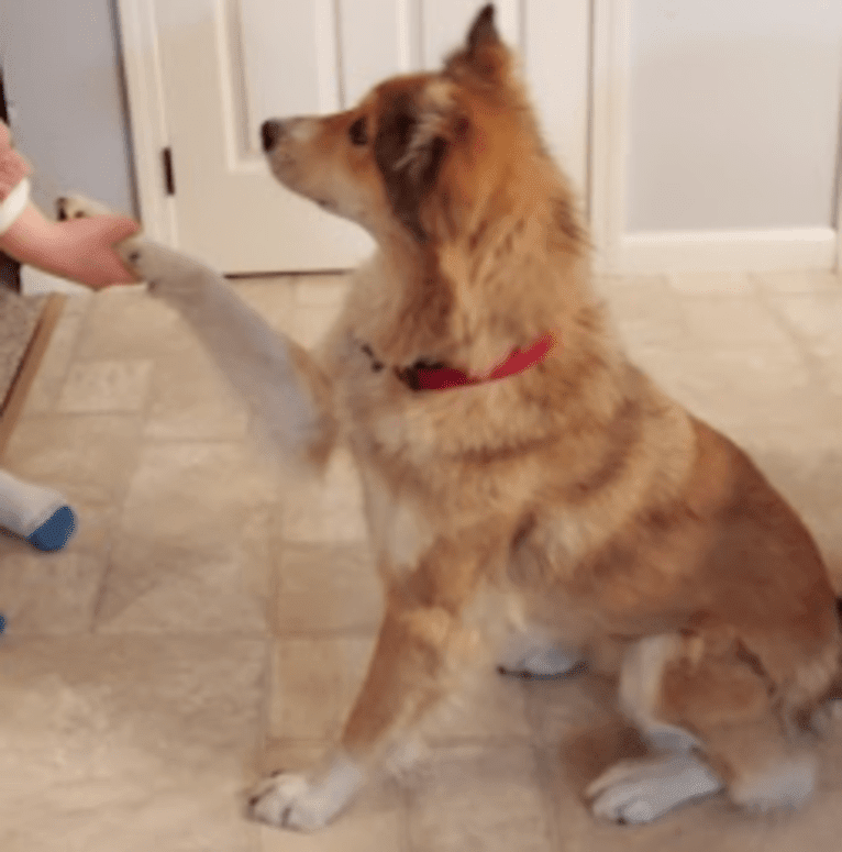 Foxy, an Arabian Village Dog tested with EmbarkVet.com