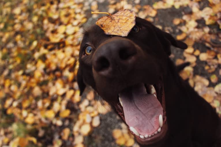 MD’s Goose Maverick, a Labrador Retriever tested with EmbarkVet.com