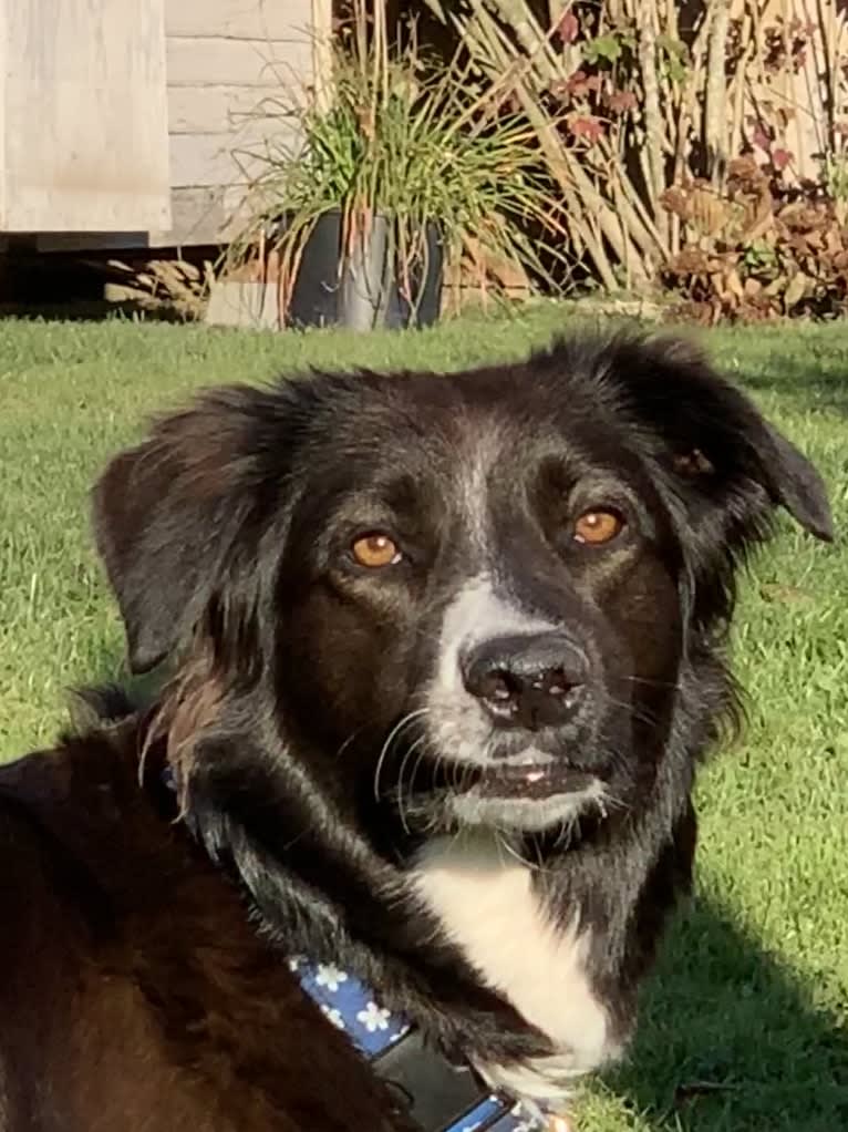 Jane, an English Shepherd tested with EmbarkVet.com