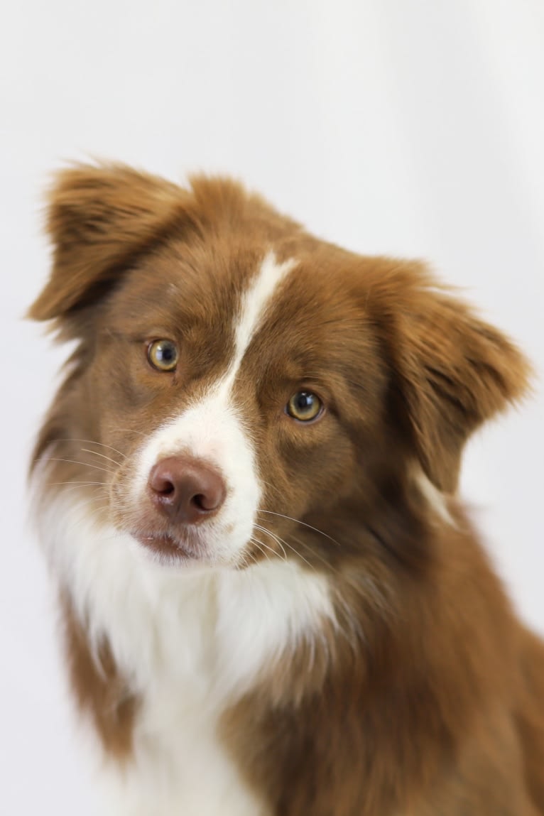 Flare, a Border Collie tested with EmbarkVet.com