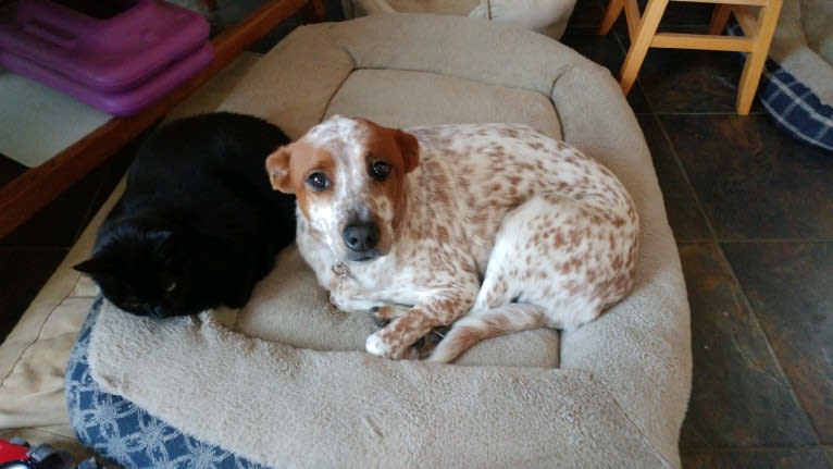 Daisy, an Australian Cattle Dog and American Pit Bull Terrier mix tested with EmbarkVet.com