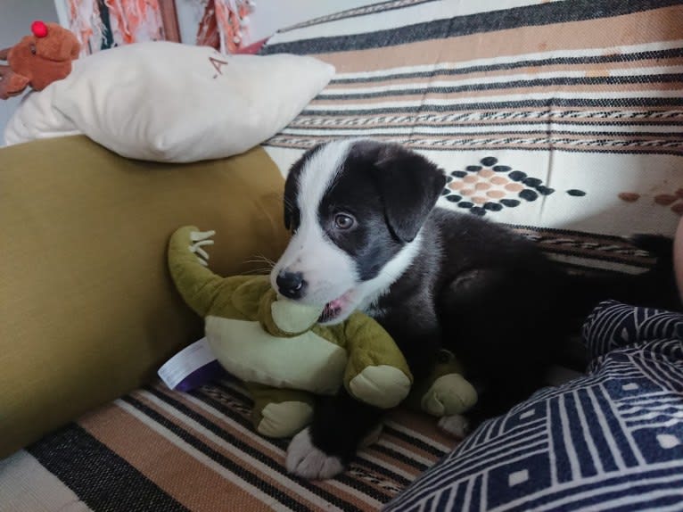 Whisky, an Australian Shepherd and Dalmatian mix tested with EmbarkVet.com