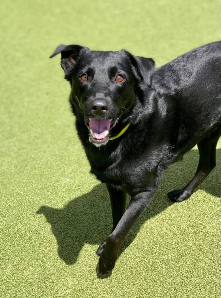 Roxie, a Labrador Retriever and German Shepherd Dog mix tested with EmbarkVet.com