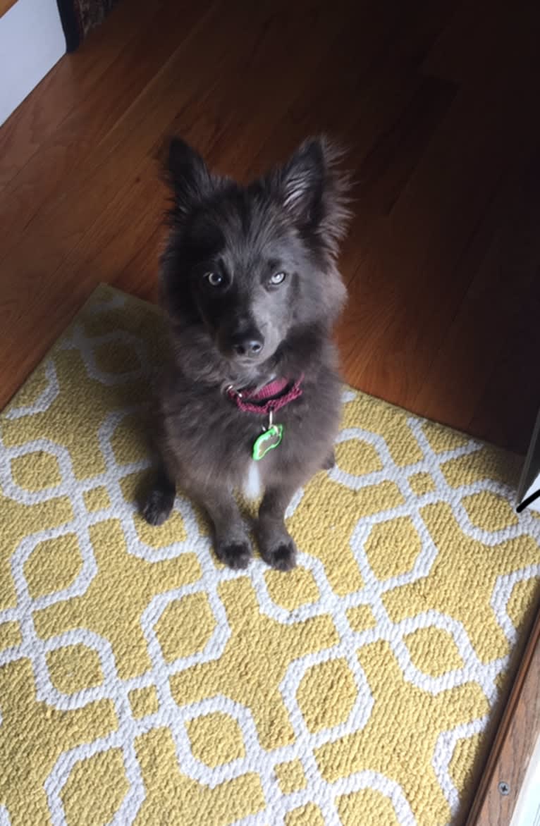 Butternut, a Pomeranian and Collie mix tested with EmbarkVet.com