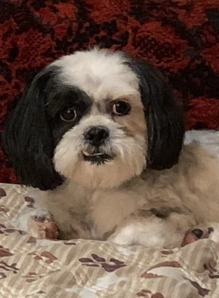 Kevin DeWayne, a Shih Tzu tested with EmbarkVet.com