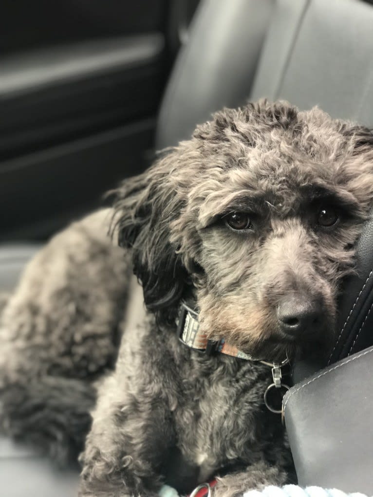 Bluebonnet, a Poodle (Small) and American Pit Bull Terrier mix tested with EmbarkVet.com