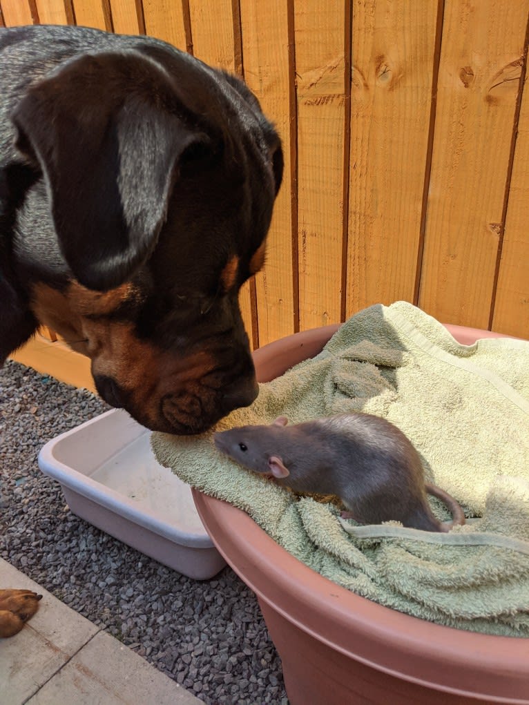 Regan, a Rottweiler and Bullmastiff mix tested with EmbarkVet.com