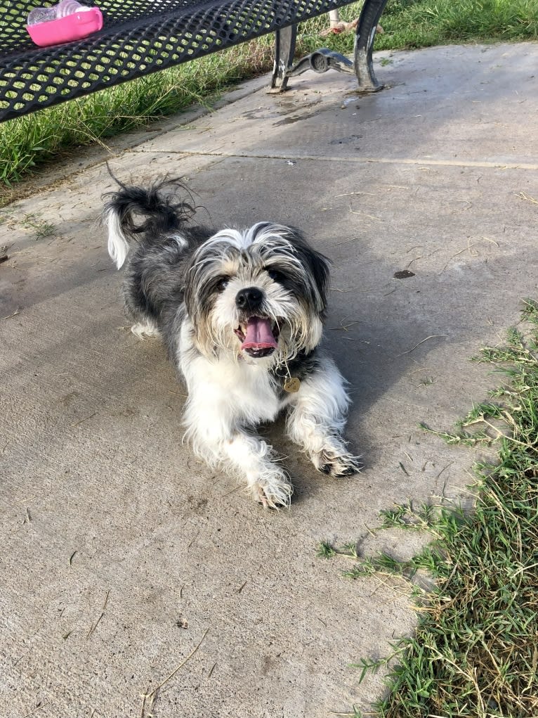 Nissa, a Yorkshire Terrier and Shih Tzu mix tested with EmbarkVet.com