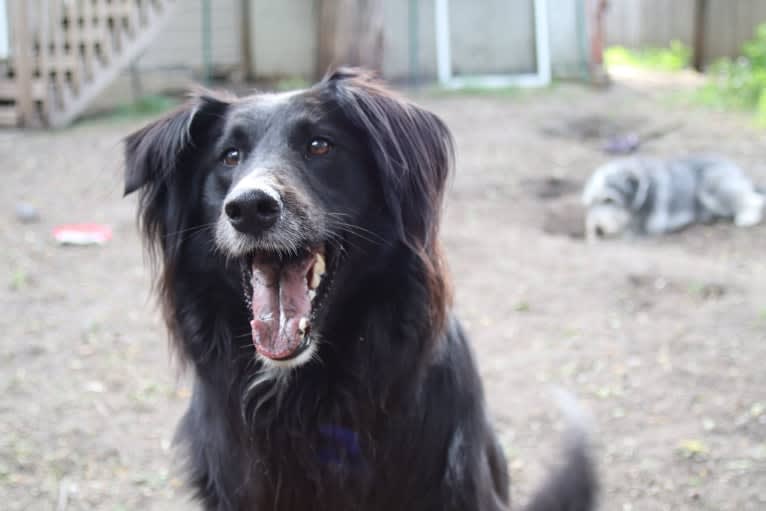 Zane, a Shetland Sheepdog and Labrador Retriever mix tested with EmbarkVet.com