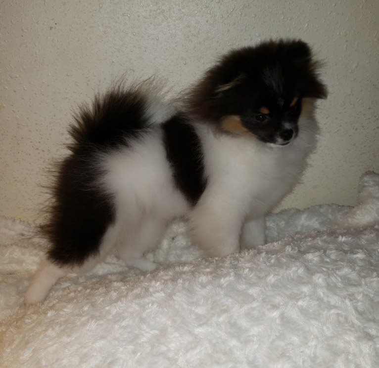 Remi, a Pomeranian tested with EmbarkVet.com