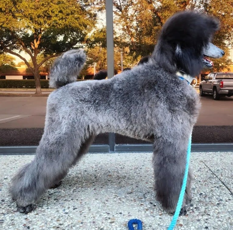 Arwen, a Poodle (Standard) tested with EmbarkVet.com