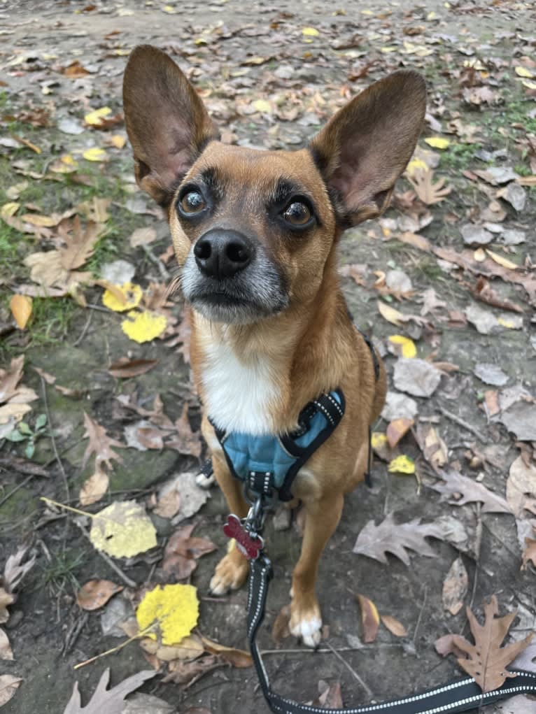 Louis, a Papillon and Chihuahua mix tested with EmbarkVet.com