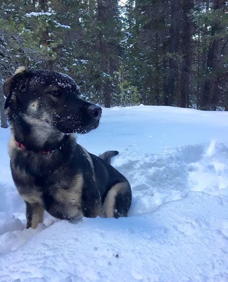 Rosie, a Rottweiler and Siberian Husky mix tested with EmbarkVet.com